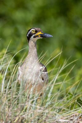 Beach stone-curlew