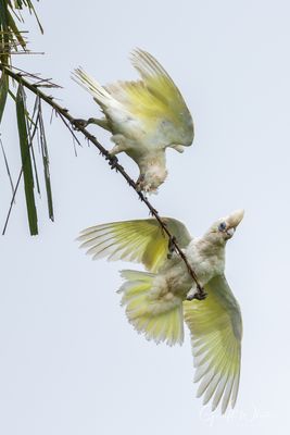 Corella