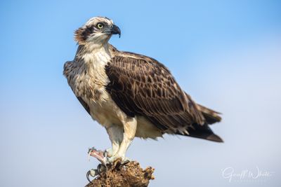 Eastern Osprey