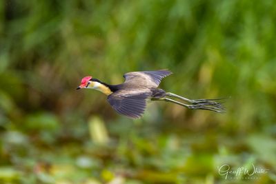 Comb-crested Jacana