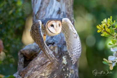 Masked Owl
