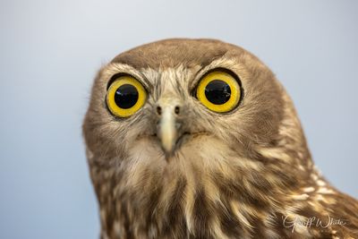 Barking Owl