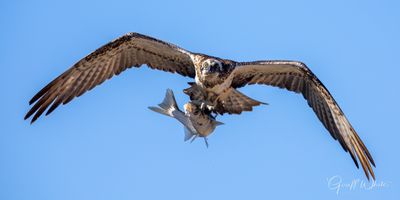 Eastern Osprey