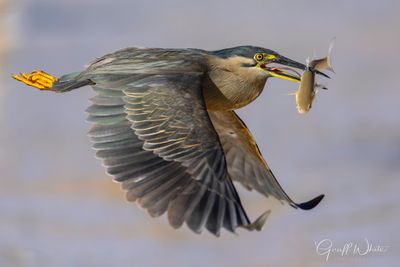 Striated Heron