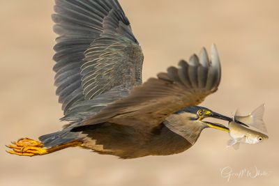 Striated Heron