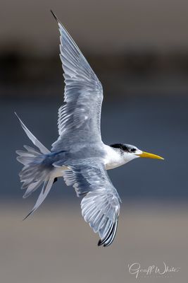 Crested Tern