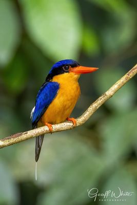 Buff-breasted Paradise Kingfisher
