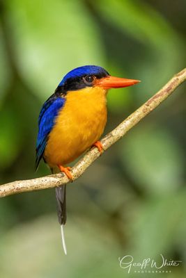 Buff-breasted Paradise Kingfisher