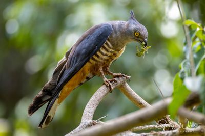 Pacific Bazza
