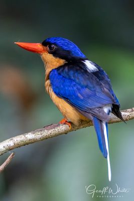 Buff-breasted Paradise Kingfisher