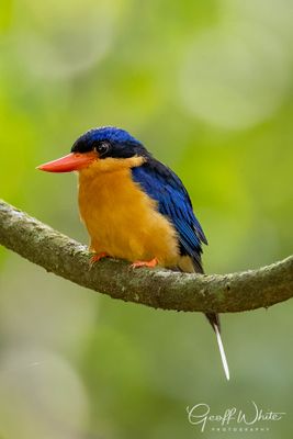 Buff-breasted Paradise Kingfisher