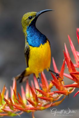 Olive-backed sunbird