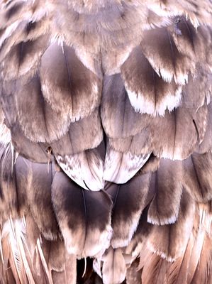 IMG_9577.jpeg