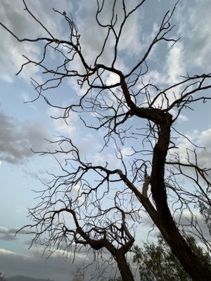 IMG_4186.jpeg