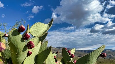 IMG_4062.jpeg