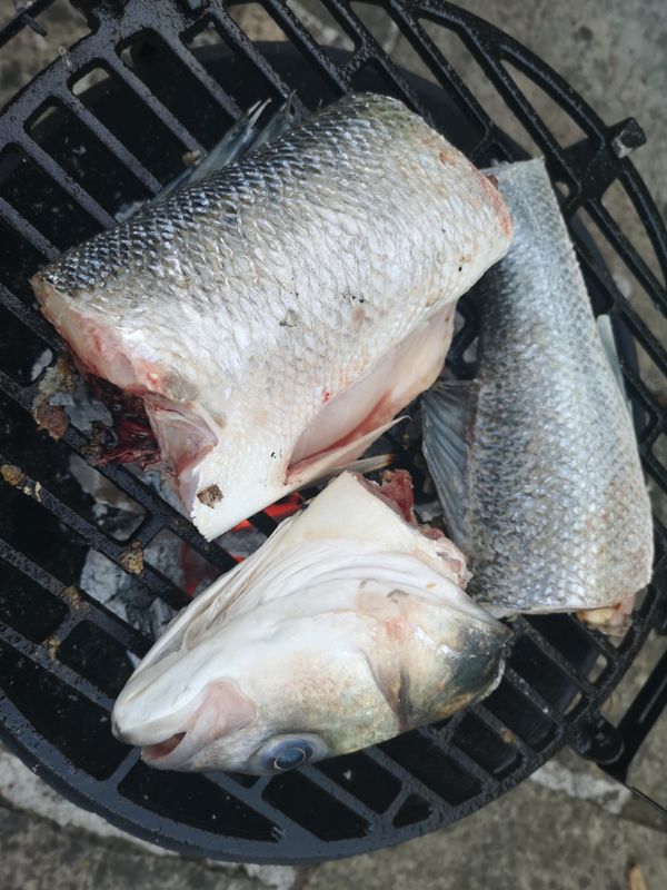 Sea Bass on the go! 