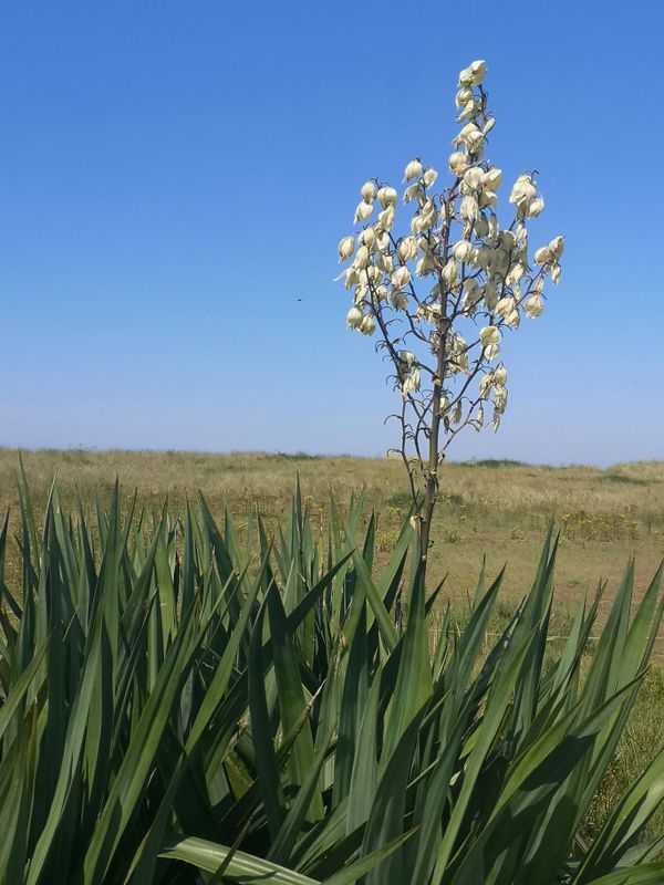 Yucca at Gun Hill! 