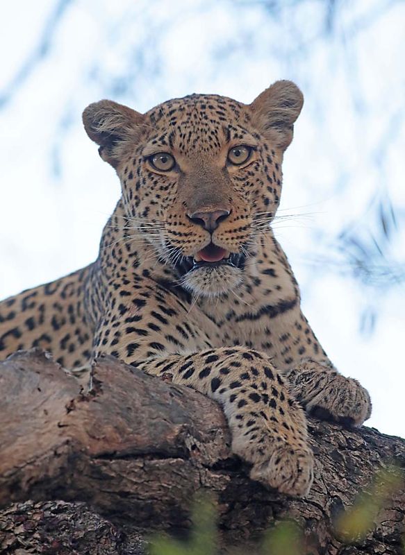 South African Safari 2024