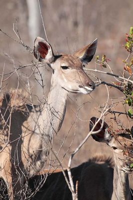 43 Female Kudu