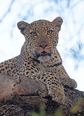 South African Safari 2024