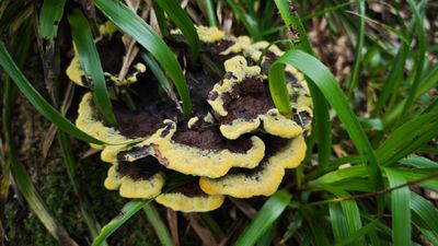 Dyers polypore or Phaeolus schweinitzii