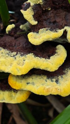 Mushrooms