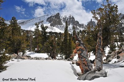 Great Basin - Nevada, May 2010