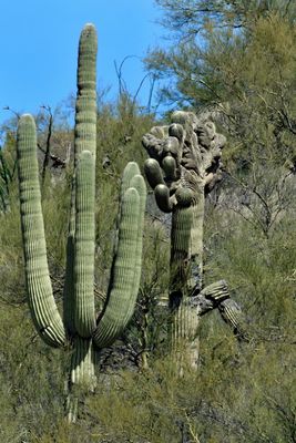One of Each Crested Saguaros from April, 2023