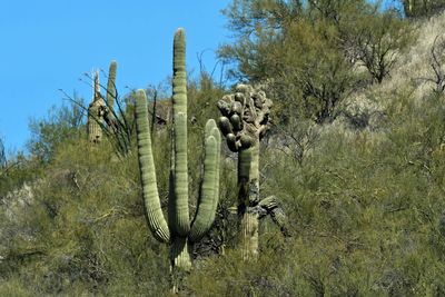 Scenes from Phoenix and Tucson areas while searching for Crested Saguaros