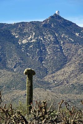 Organ Pipe Cactus NM area, April 7, 2023, Arizona, USA