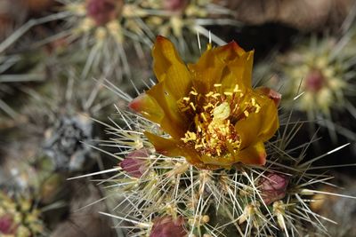 Organ Pipe Cactus NM area, April 7, 2023, Arizona, USA