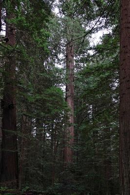 Humbolt Redwoods State Park, California March 4th and 6th, 2023