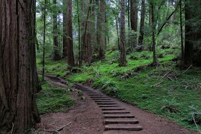 Muir Woods National Monument  March 9, 2023