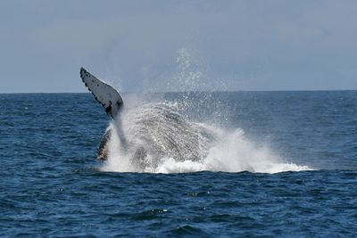 Whale Watching Tour from Monterey Bay Whale Watch. May 8, 2023