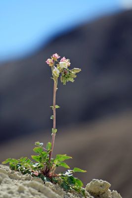 IMG_1963p.jpg
