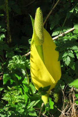 IMG_2050p.jpg