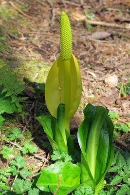 IMG_2140p.jpg