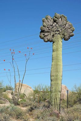 Crested Saguaros May 2024
