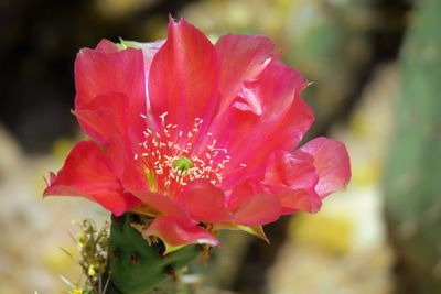 IMG_2506p.jpg