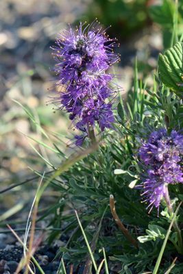 IMG_3301p.jpg