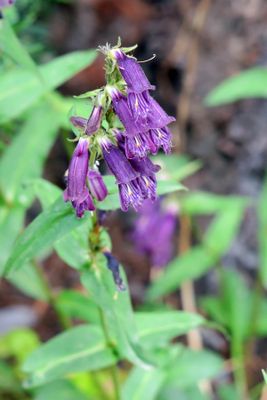 IMG_3442p.jpg