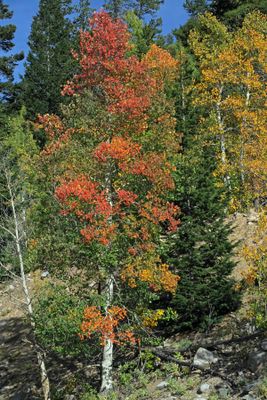 IMG_4542p.jpg
