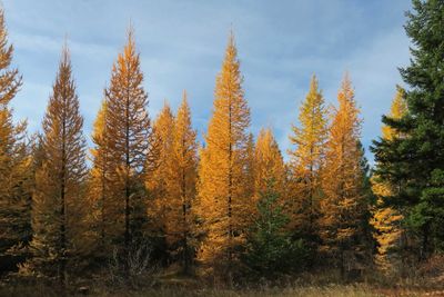 Mt. Adams and Western Larches near Trout Lake, Washington, USA, 2024