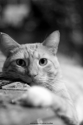 Staring Intently