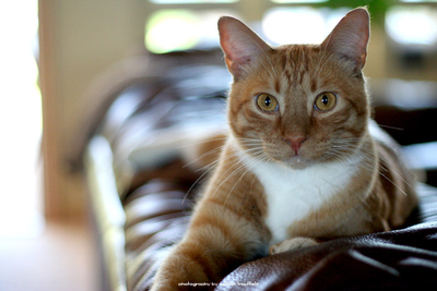 Ready to Pounce
