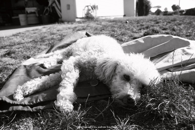 Lazy Buddy