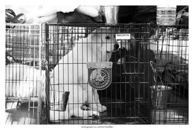Dog Locked Up