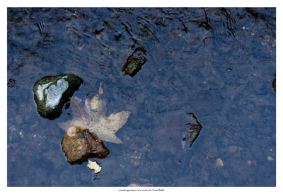 Leaf in Stream
