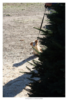 Christmas Doggie