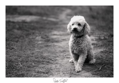 Buddy